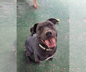 Rags - Male American Pit Bull Terrier Dog for Adoption - Photo #4
