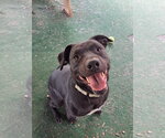 Small Photo #4 American Pit Bull Terrier Puppy For Sale in Clarkesville, GA, USA