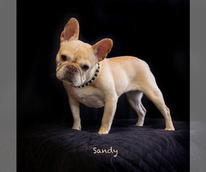 French Bulldog Dogs for adoption in Hot Springs Village, AR, USA
