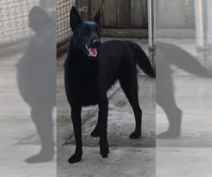 Mother of the Belgian Malinois puppies born on 10/19/2019