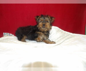 Yorkshire Terrier Puppy for sale in PATERSON, NJ, USA