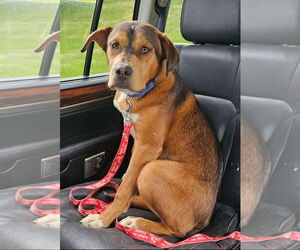 Labrador Retriever-Unknown Mix Dogs for adoption in Omaha, NE, USA