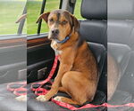 Small Labrador Retriever Mix