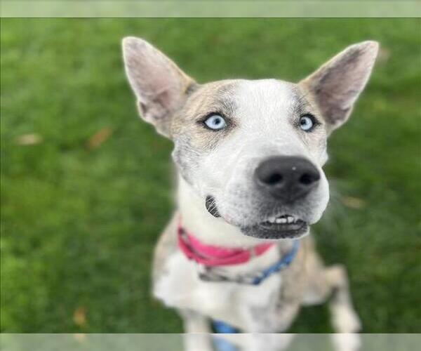 Medium Photo #2 Mutt Puppy For Sale in Martinez, CA, USA