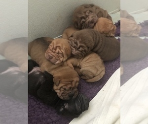 Chinese Shar-Pei Puppy for sale in SAGINAW, MI, USA