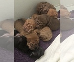 Small Photo #1 Chinese Shar-Pei Puppy For Sale in SAGINAW, MI, USA