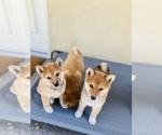 Small Photo #67 Shiba Inu Puppy For Sale in FREMONT, CA, USA