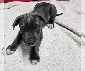 Cane Corso Puppy for sale in EAST HAMPTON, CT, USA