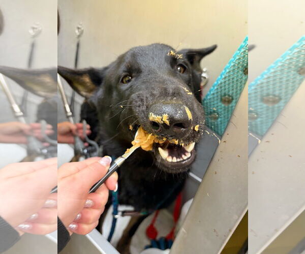 Medium Photo #2 German Shepherd Dog-Unknown Mix Puppy For Sale in Jefferson, WI, USA