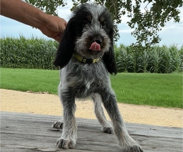 Medium Photo #8 Blue Gascony Griffon Puppy For Sale in ESMOND, IL, USA