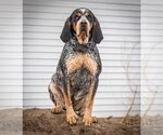 Small Photo #3 Coonhound-Unknown Mix Puppy For Sale in Princeton, MN, USA