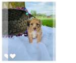 Puppy 7 Aussie-Poo