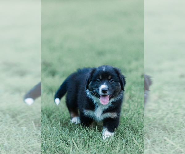 Medium Photo #22 Australian Shepherd Puppy For Sale in ARODA, VA, USA