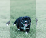 Small Photo #22 Australian Shepherd Puppy For Sale in ARODA, VA, USA