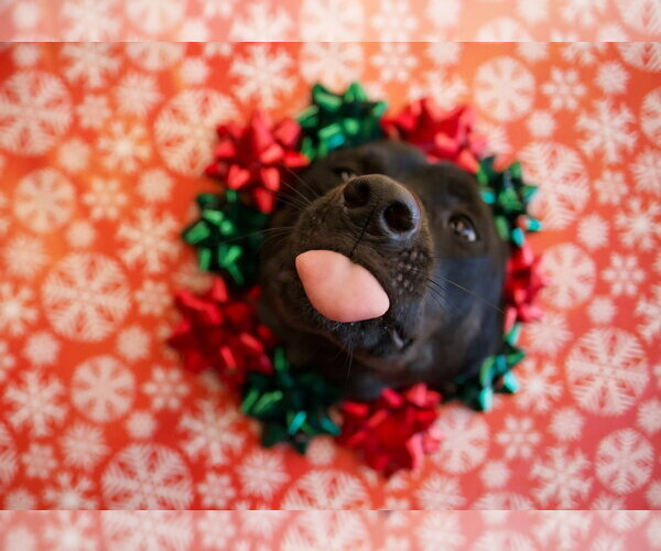 Medium Photo #8 Catahoula Leopard Dog-Labrador Retriever Mix Puppy For Sale in Crystal, MN, USA