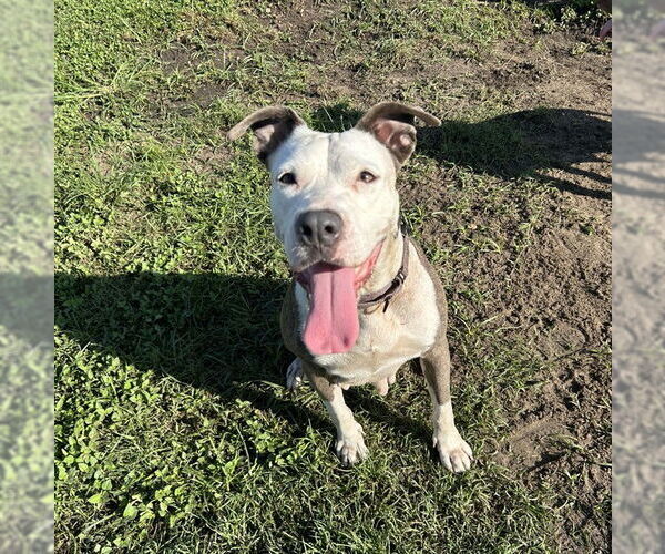 Medium Photo #2 Staffordshire Bull Terrier Puppy For Sale in Ocala, FL, USA
