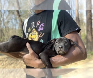 American Staffordshire Terrier Puppy for sale in LOUISBURG, NC, USA