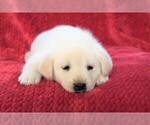 Small Photo #4 Labrador Retriever-Samoyed Mix Puppy For Sale in SUGAR CITY, ID, USA