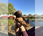 Small Photo #2 Rhodesian Ridgeback Puppy For Sale in SURPRISE, AZ, USA