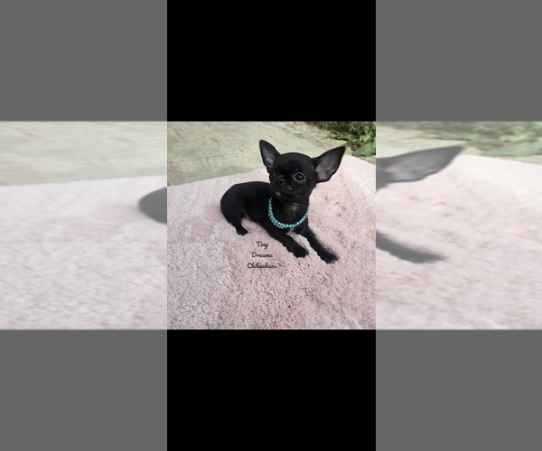 Medium Photo #2 Chihuahua Puppy For Sale in CRAFTON, PA, USA