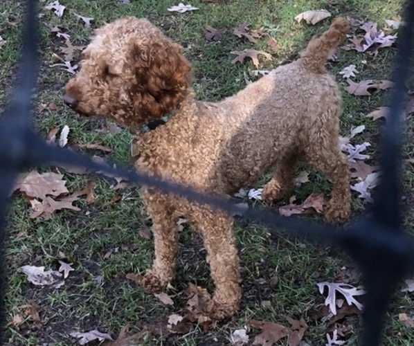 Medium Photo #1 Goldendoodle-Poodle (Miniature) Mix Puppy For Sale in ANDALUSIA, PA, USA