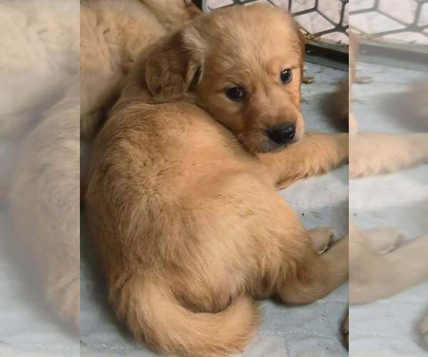 Medium Photo #1 Golden Retriever Puppy For Sale in RIGA, MI, USA
