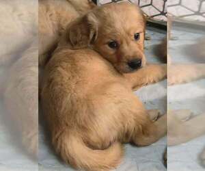 Golden Retriever Puppy for sale in RIGA, MI, USA