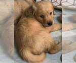 Ralph - Male Golden Retriever Puppy for Sale - Small photo