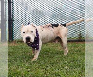 American Staffordshire Terrier-Unknown Mix Dogs for adoption in San Antonio, TX, USA