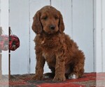 Small Photo #4 Irish Doodle Puppy For Sale in GREENCASTLE, PA, USA