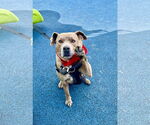 Small #3 American Staffordshire Terrier Mix