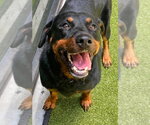 Small Rottweiler