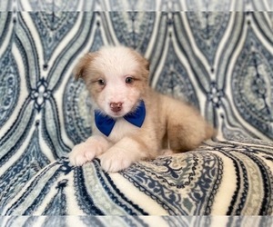 Australian Shepherd Puppy for sale in LAKELAND, FL, USA