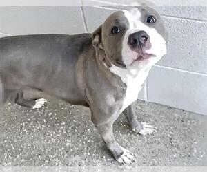 A661481 - Female Mutt Dog for Adoption - Photo #2