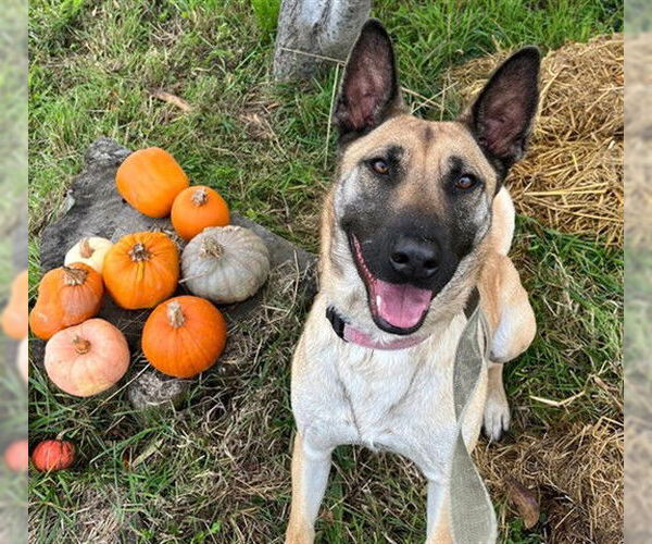 Medium Photo #2 Anatolian Shepherd-Unknown Mix Puppy For Sale in McKinleyville, CA, USA