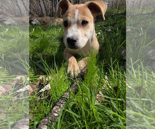 Medium Photo #2 Mutt Puppy For Sale in Sandy, UT, USA