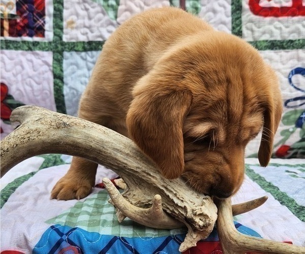 Medium Photo #1 Labrador Retriever Puppy For Sale in BUFFALO, NY, USA