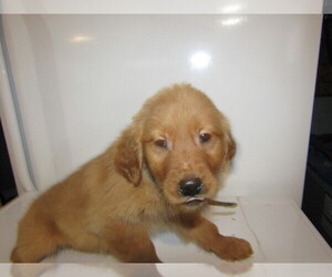 Golden Retriever Puppy for sale in SOUTH BEND, IN, USA