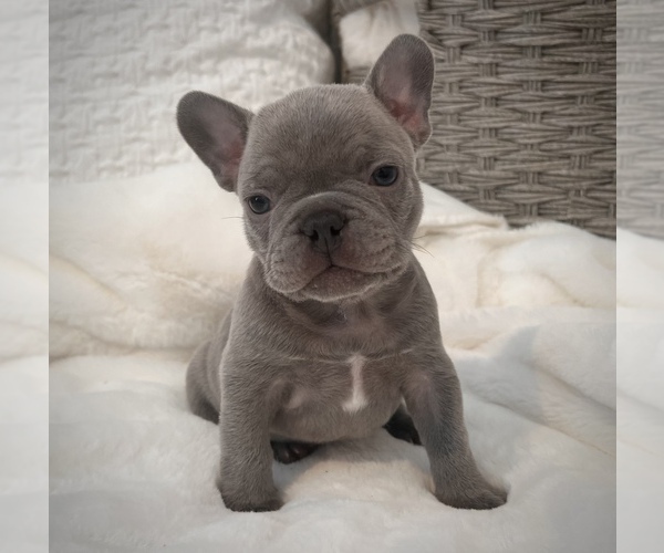 Medium Photo #9 French Bulldog Puppy For Sale in HUDSONVILLE, MI, USA
