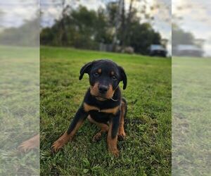 Rottweiler Puppy for sale in THOMPSONTOWN, PA, USA