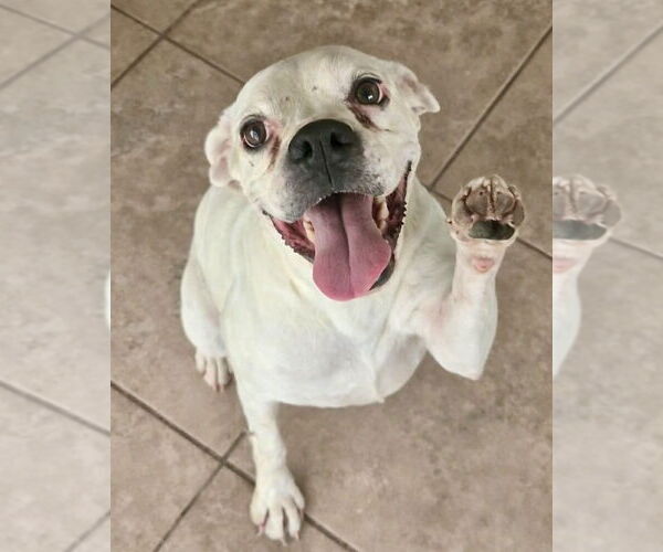 Medium Photo #1 Boxer Puppy For Sale in Dumont, NJ, USA