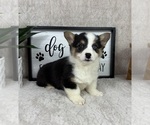 Small #3 Pembroke Welsh Corgi
