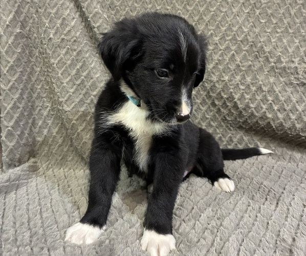 Medium Photo #3 Bordernese Puppy For Sale in CHETEK, WI, USA