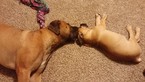 Small Photo #1 Boerboel Puppy For Sale in COMMERCE, TX, USA