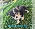 Small #5 Pembroke Welsh Corgi