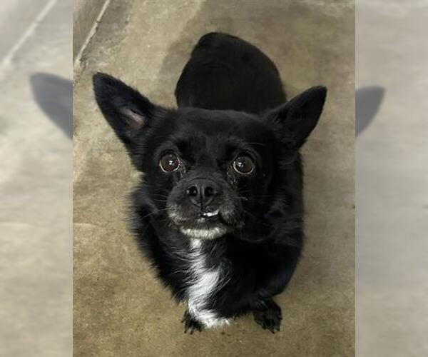 Medium Photo #1 Chihuahua-Unknown Mix Puppy For Sale in San Martin, CA, USA