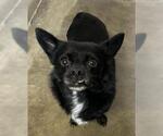 Small Chihuahua Mix