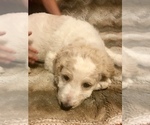 Small Photo #3 Goldendoodle-Poodle (Standard) Mix Puppy For Sale in BATON ROUGE, LA, USA