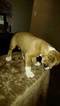 Small Photo #10 Boxer Puppy For Sale in KENNEWICK, WA, USA