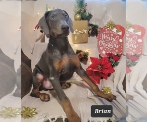 Doberman Pinscher Puppy for sale in POMEROY, OH, USA